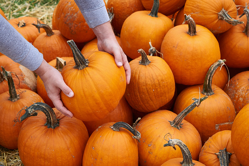 Buyer chooses a pumpkin in the market Close up Man's hands Many orange pumpkins await sale at the vegetable market