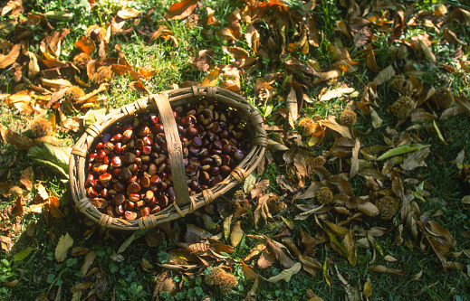Close up of chestnut harvest in wicker basket autumn mood. High quality photo