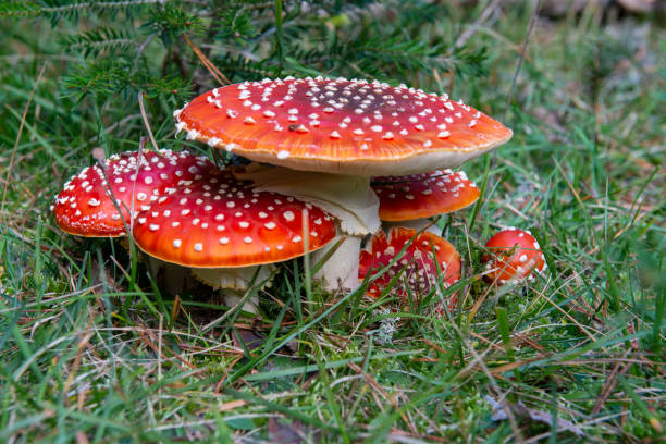 istock Mushroom family 1226028877