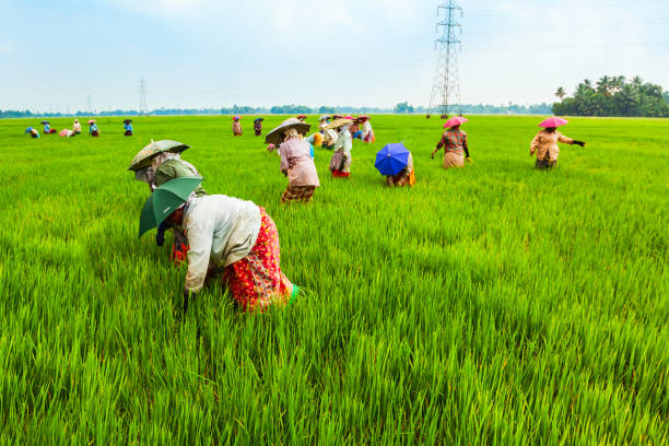 Farmers working in rice field ALAPPUZHA, INDIA - MARCH 19, 2012: Unidentified farmers working in the beauty rice field in Asia agricultural occupation stock pictures, royalty-free photos & images