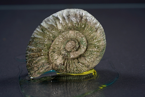 This is ammonites, Ammonoidea are an extinct subgroup of cephalopods photographed in the studio