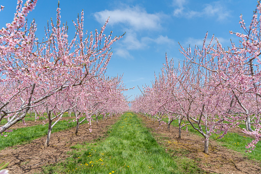 Apple orchard in springtime in the Betuwe in the Netherlands