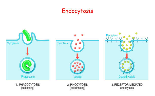 endocytosis. phagocytosis, pinocytosis, receptor-mediated endocytosis endocytosis. phagocytosis is cell eating, pinocytosis is a cell drinking, receptor-mediated endocytosis - when cells absorb metabolites, hormones, proteins and viruses by receptors on the surface of the cell. phagocytosis diagram stock illustrations