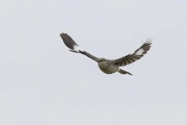 Photo of The northern mockingbird