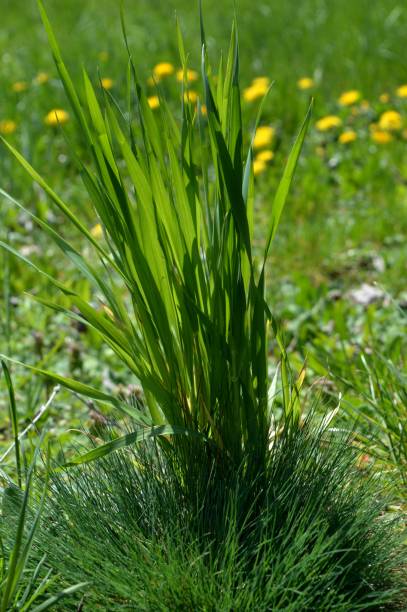 istock green grass and dandelion in the meadow in the spring 1226038021