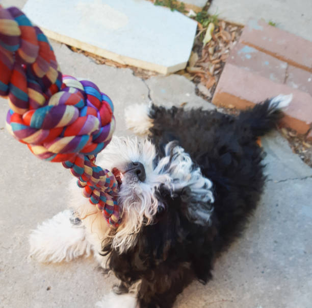 istock Dog holding on a toy. 1226038076