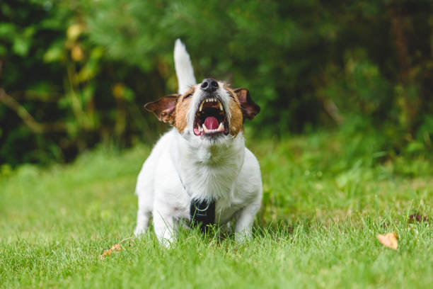 Dog howling and barking guarding backyard (front view) Jack Russell Terrier dog howling standing on grass barking animal sound stock pictures, royalty-free photos & images