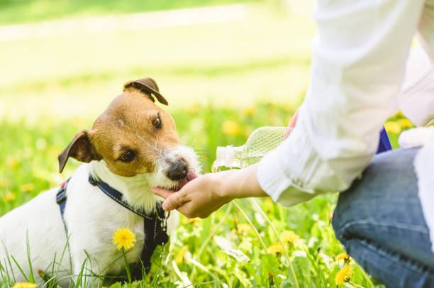 istock Dog drinking water from women hand on hot summer day. 1226038144