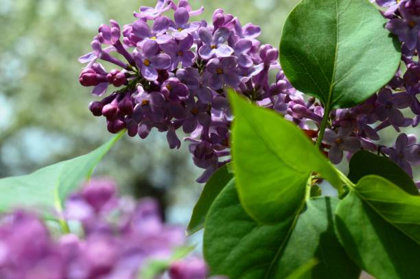 istock blooming purple lilac in the spring 1226038284