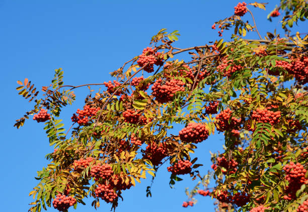 istock European rowan (Sorbus aucuparia) with red berries. 1226039093