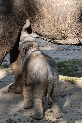 Baby elephant under his mom