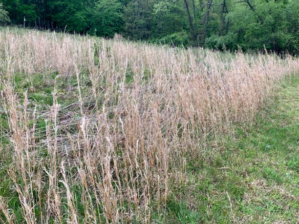 hábitat de hierba larga en el parque público - long grass uncultivated plant stage plant condition fotografías e imágenes de stock