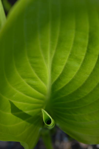 istock green leaves and shadows in spring 1226040454