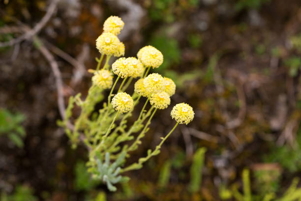 Munich, Bavaria / Germany - Jul 11, 2019: Close up of Santolina Hybride. An evergreen shrub with tiny, yellow flowerheads and long, slim stem. Blurry, neutral background.