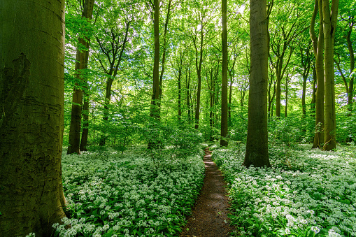 A beech tree forest, Jutland, Aarhus, Denmark comes to life with wild ramson flowers.
