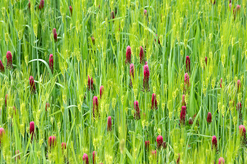Blooming wild crimson clover flowers in wheat field