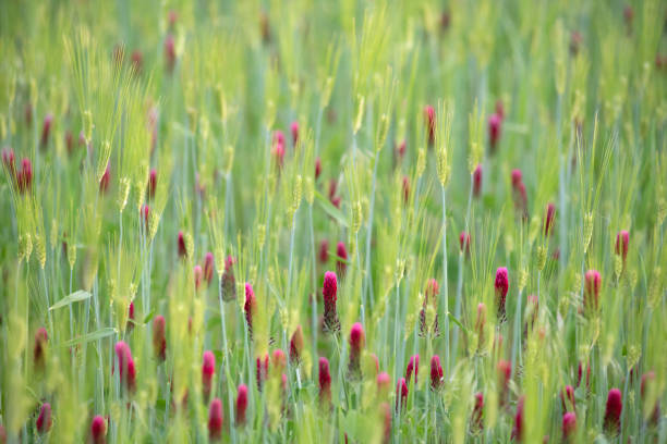 Blooming wild crimson clover in wheat field