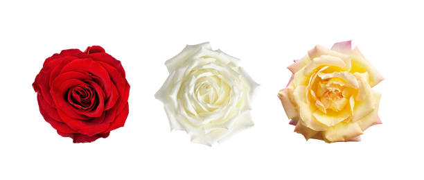 istock Set of rose flowers 1226042540