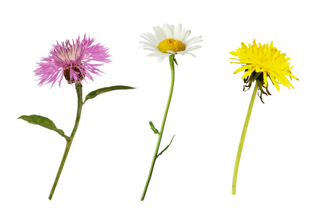 istock Set of thistle, dandelion and daisy flowers 1226042541