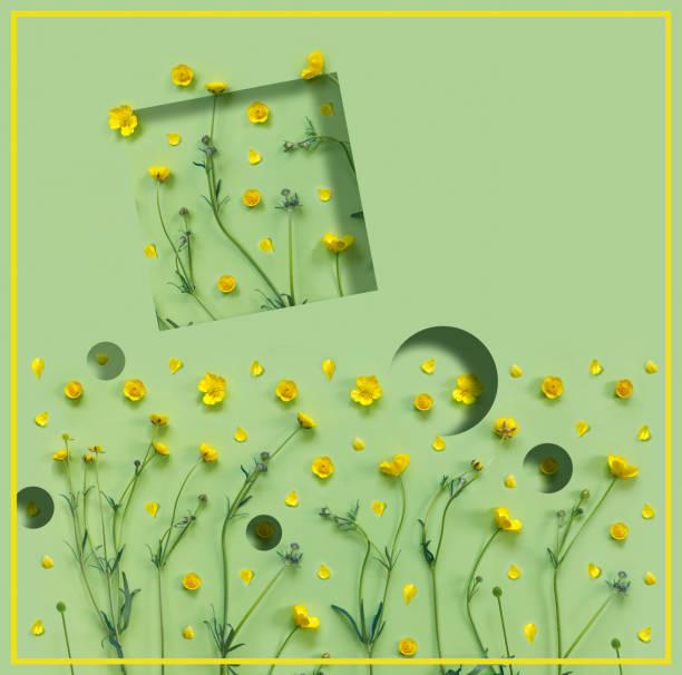 istock Abstract crazy background with beautiful yellow buttercup flowers. 1226042566