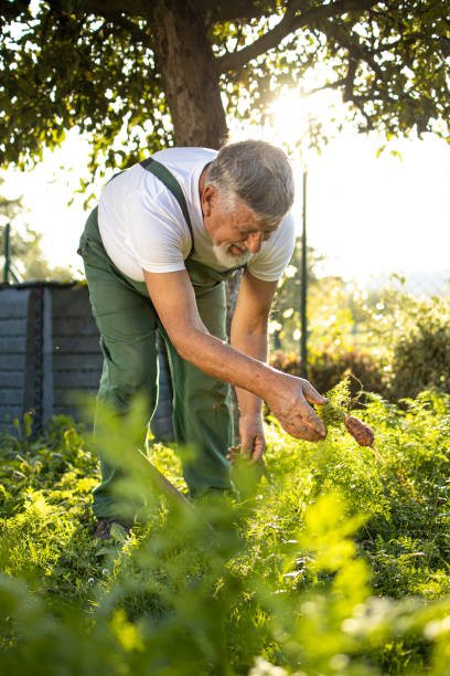 istock Senior gardener harvesting carrots 1226042577