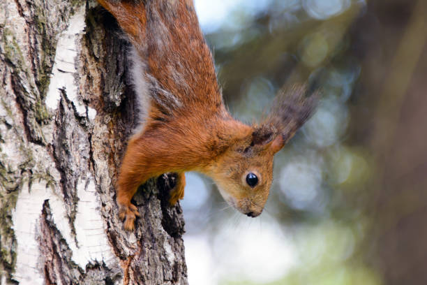 istock Wild squirrel in wood winter. 1226042582