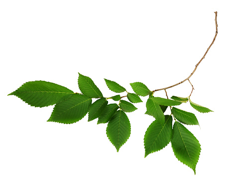Twig of fresh green elm-tree leaves isolated on white