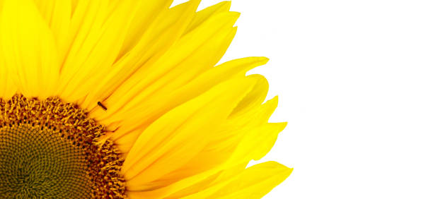 istock Sunflower flower isolated on white. 1226042744