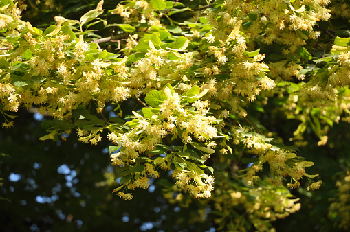 Linden blossoms. Linder tree with linden flowers in spring.