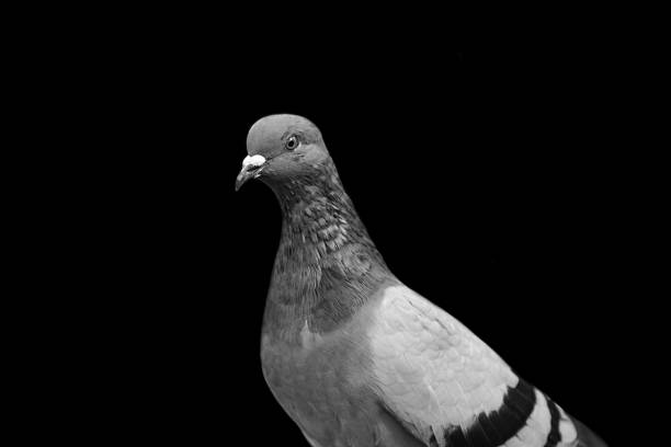 istock Graceful dove on a black background. 1226043427