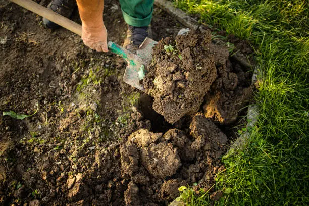 Photo of Senior gardener