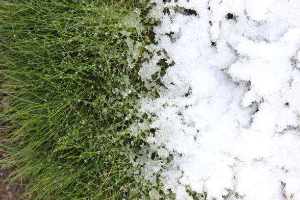istock Background of green grass and white snow 1226045870