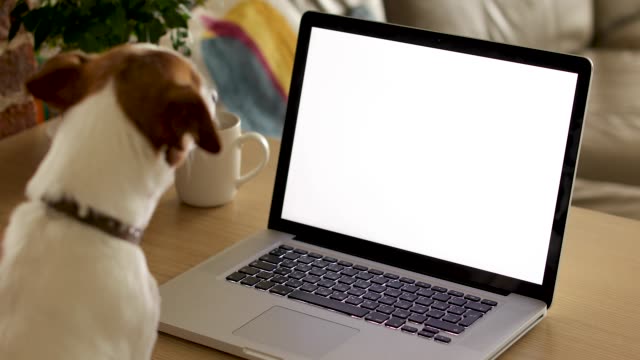 Dog watching a laptop screen