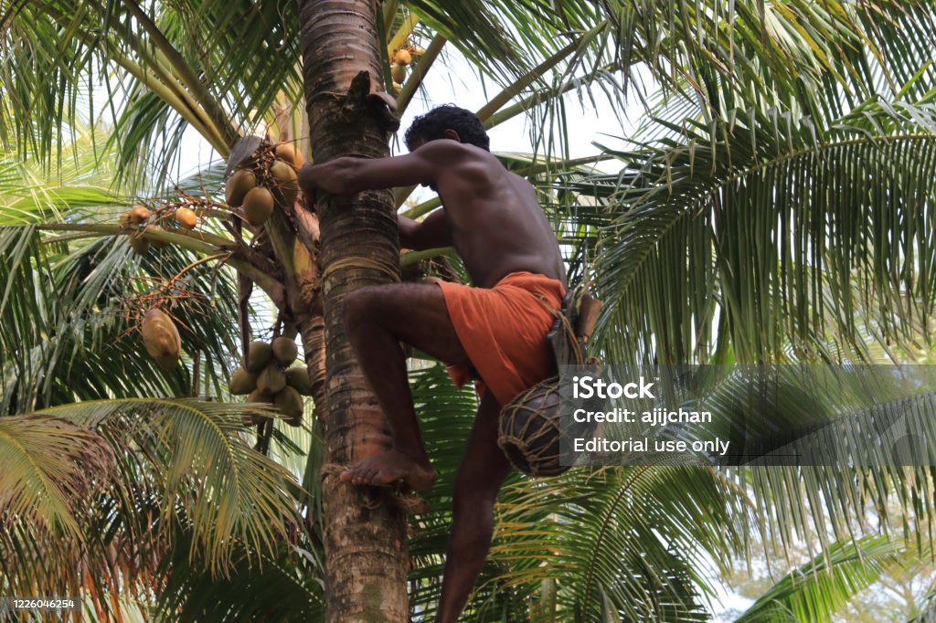[Image: toddy-tapper-climbs-a-coconut-tree-to-co...stG-pFo0Y=]