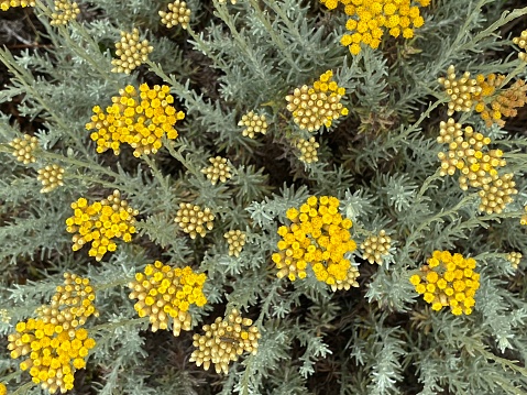 Wild flowers of blue and yellow mixed on a hillside after a heavy rain shower in central Montana, western USA, North America