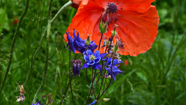 植物のクローズアップ。背景としてトウモロコシポピーとアクイレギア下品。バイエルン州、ドイツ。 - poppy purple flower close up �ストックフォトと画像