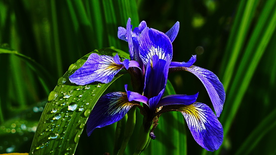 Bavaria, Germany. Blue Flag iris (Iris laevigata) close-up.