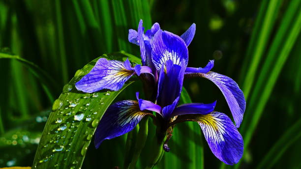 Plants close-up. Blue Flag iris (Iris laevigata). Bavaria, Germany. Bavaria, Germany. Blue Flag iris (Iris laevigata) close-up. iris laevigata stock pictures, royalty-free photos & images