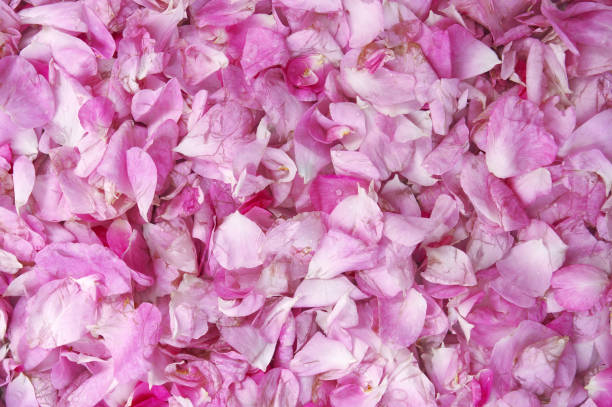 istock Petals of a pink roses texture. 1226049352