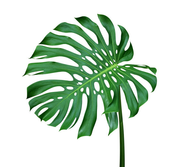 istock Green monstera leaf with stalk, the tropical plant evergreen vine isolated on white background, clipping path include 1226051663