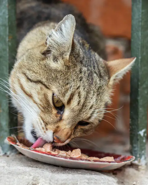 Closeup photo of street cat eating food in a hiding place. Selective focus.