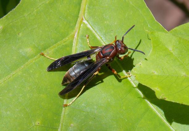 istock Carolina Red Paper Wasp 1226054319