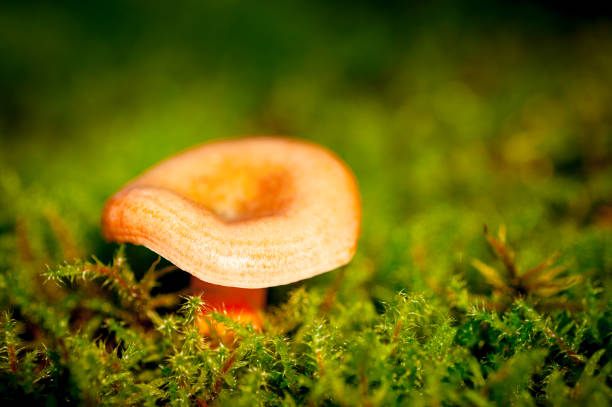 Hernia among green moss. Macroshooting.