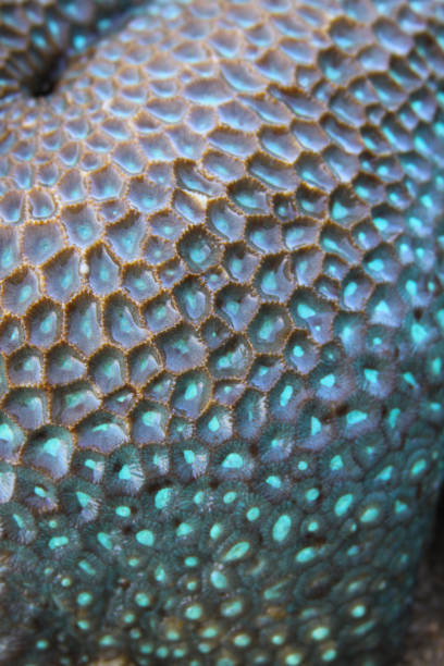 istock Turquoise detail pattern of Pineapple brain coral 1226056289