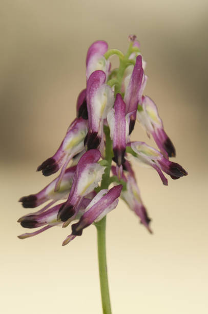 fumaria specie bellissimo fiore ruderale viola bianco cresce ovunque già nel bel mezzo dell'inverno - herbal medicine flash foto e immagini stock