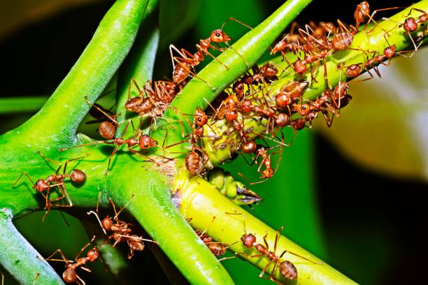 istock Group of Ants on branch. 1226056423