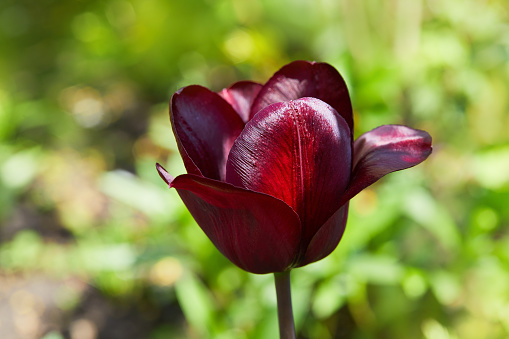 Black tulip growing in the garden. Queen of the night tulip. Tulip backdrop.  Blooming tulip background.