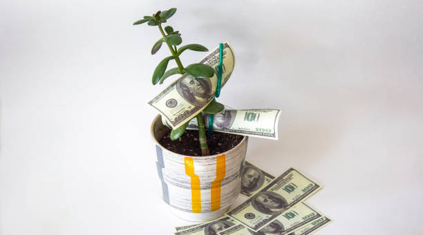 istock Decorative tree in pot with money isolated on white 1226057677
