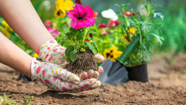 istock The gardener is planting a flower garden. Selective focus. 1226057697