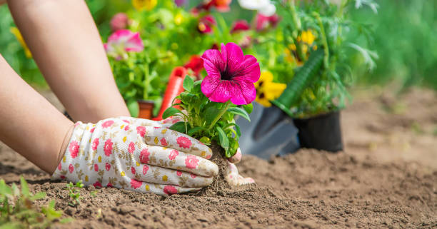 istock The gardener is planting a flower garden. Selective focus. 1226057701